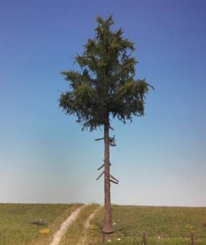 Spruce tree trunk summer Profi